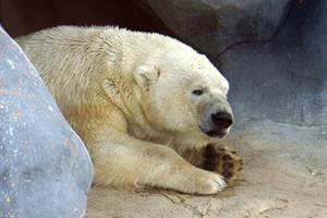 Zoos Zoos