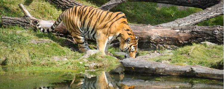 Calgary Zoo Calgary Zoo