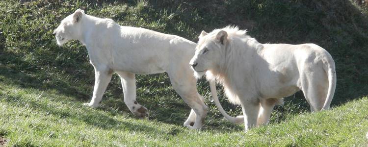 Toronto Zoo Toronto Zoo