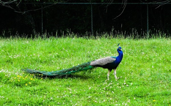 Assiniboine Park Zoo Assiniboine Park Zoo