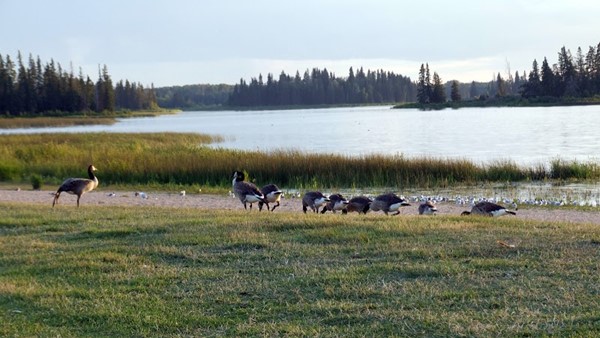 Elk Island National Park Elk Island National Park