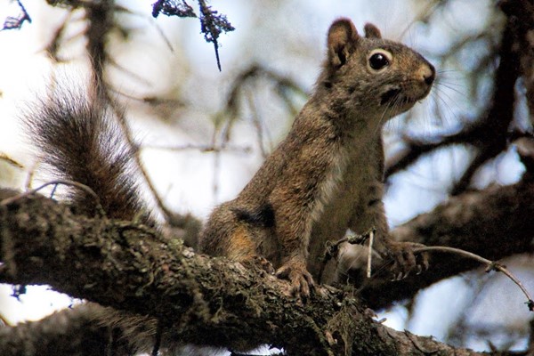 Brown - Lowery Provincial Park Brown - Lowery Provincial Park