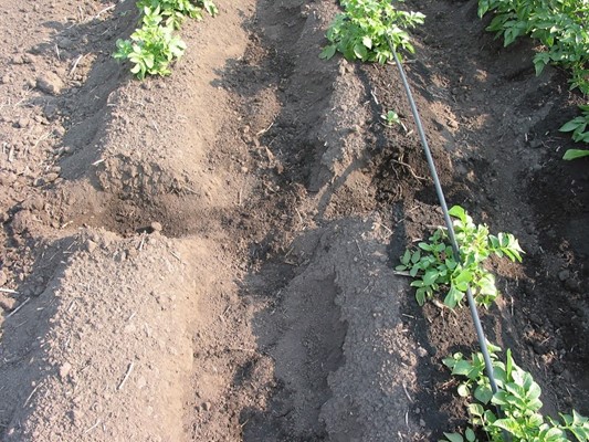 Eagle Creek Seed Potatoes Eagle Creek Seed Potatoes