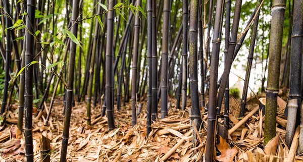 Dr. Sun Yat-Sen Classical Chinese Garden Dr. Sun Yat-Sen Classical Chinese Garden