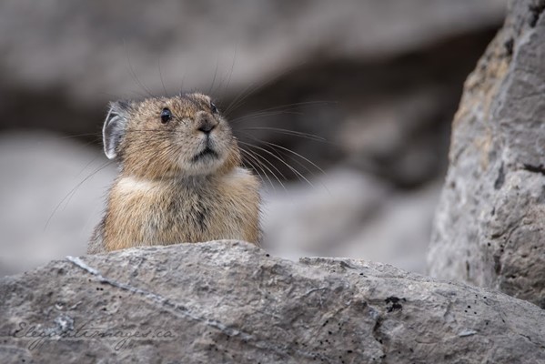 Burstal Pass Trail Head Burstal Pass Trail Head