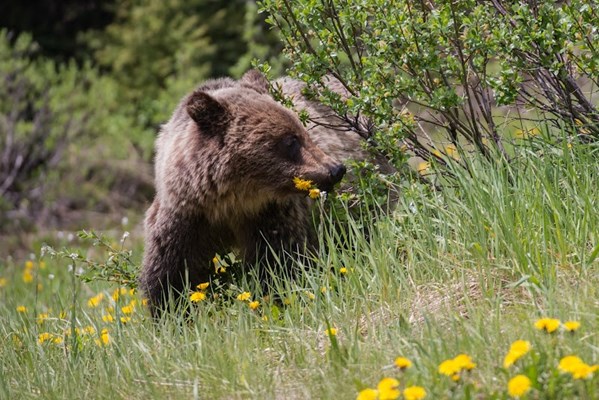 Peter Lougheed Provincial Park Peter Lougheed Provincial Park