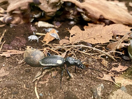 Victoria Bug Zoo Victoria Bug Zoo