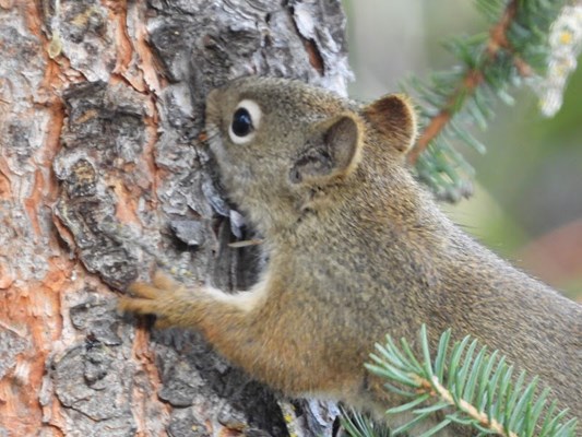 Marsh Lake Campground Marsh Lake Campground