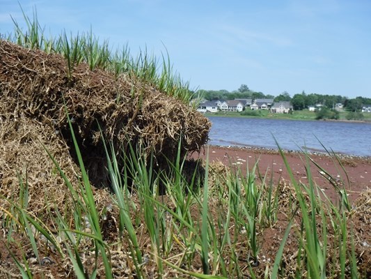 Lewis Point Park Lewis Point Park